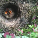 Hyggelige innflyttere fra Afrika Hyggelige innflyttere fra Afrika